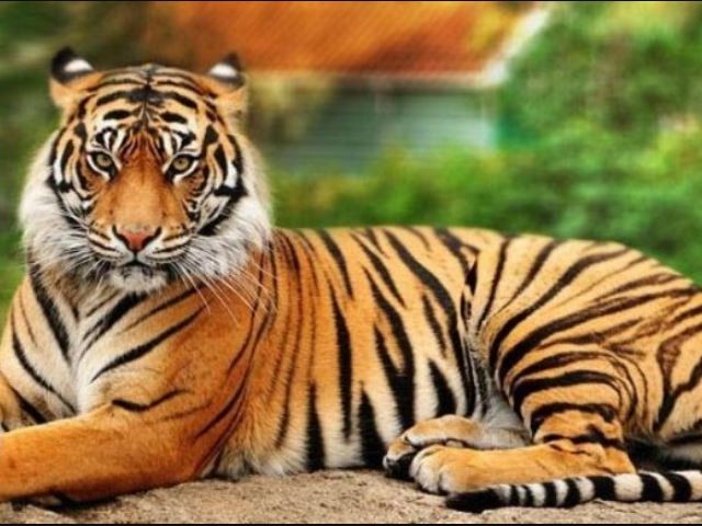 बर्दिया निकुञ्जमा पाटेबाघको अनुगमन